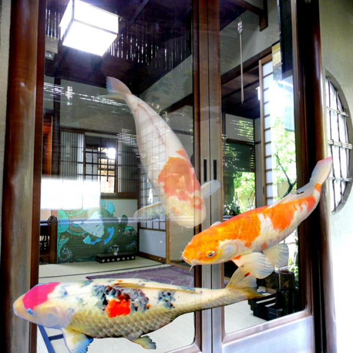 Koi In Old Kyoto