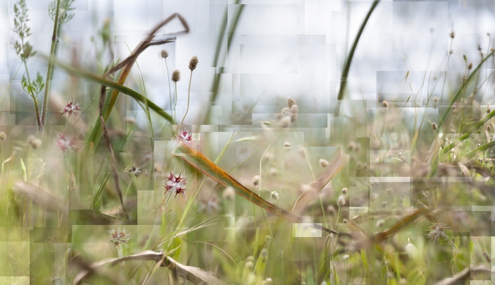 Fantastisch Landschap - Rode sterren in het gras