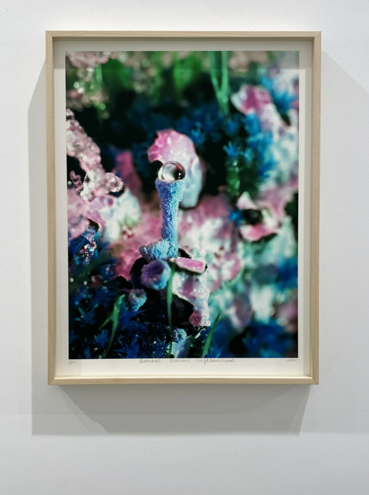 Surreal Lichens Neighbourhood