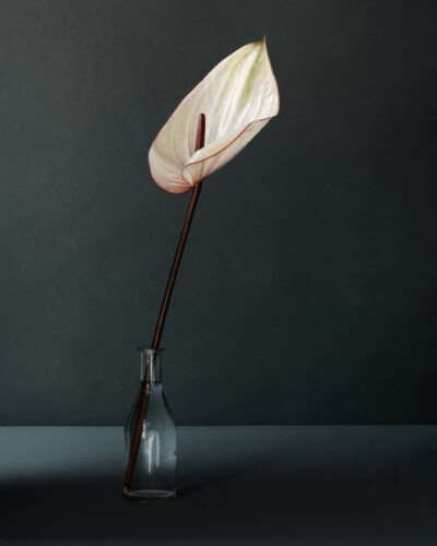 Anthurium in a glass vase 2/10